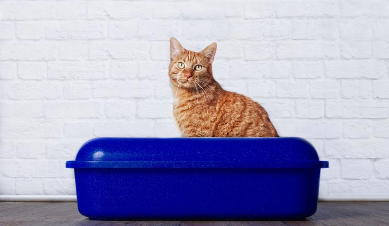 cat peeing litter tray