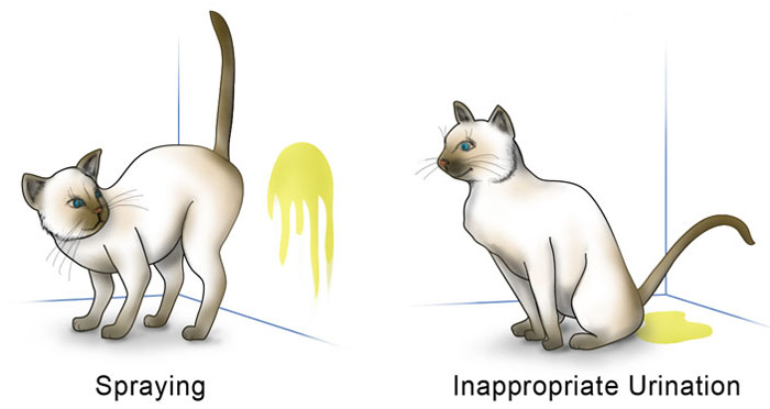 do female cats spray pic