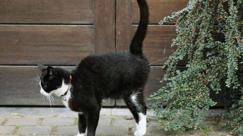 Why does a neutered male cat still spray? eHow UK