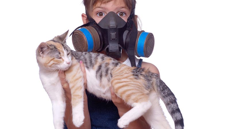 What Does It Smell Like When A Cat Sprays? | Cease Cat Spraying