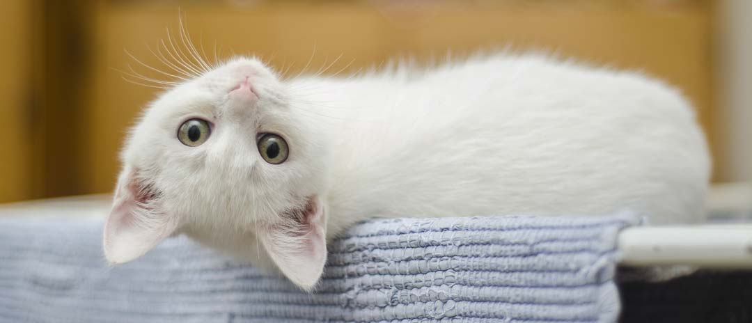 Do Female Cats Spray Why You Cat Is Causing A Stink